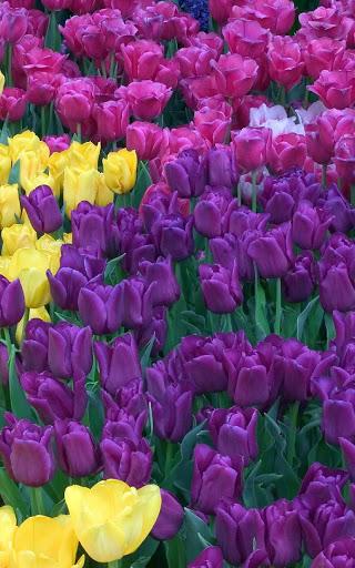 Colorful Tulips Live Wallpaper - Image screenshot of android app