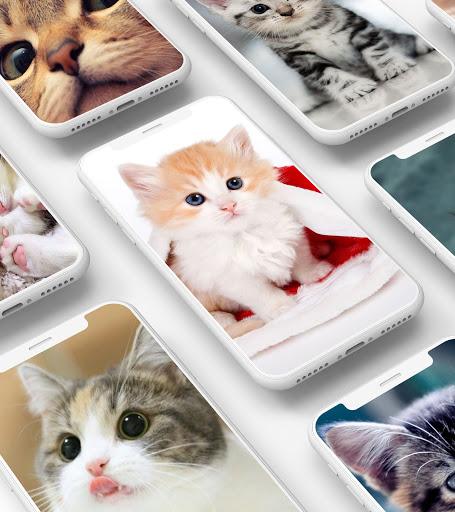 Cute Kitten Wallpaper - Image screenshot of android app