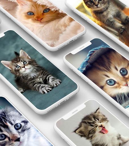 Cute Kitten Wallpaper - Image screenshot of android app