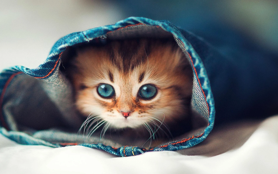 Cute Pictures Live Wallpaper - عکس برنامه موبایلی اندروید