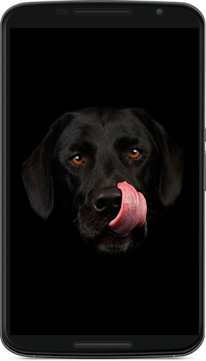 dog wallpaper - عکس برنامه موبایلی اندروید