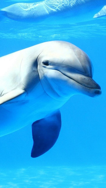 Dolphin Live Wallpaper - Image screenshot of android app