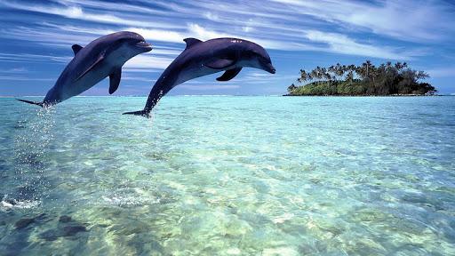 Dolphins Live Wallpaper - Image screenshot of android app