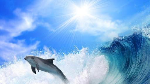 Dolphins Live Wallpaper - Image screenshot of android app