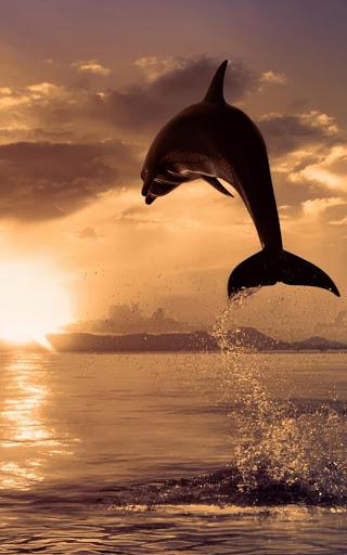 Dolphins Live Wallpaper - Image screenshot of android app