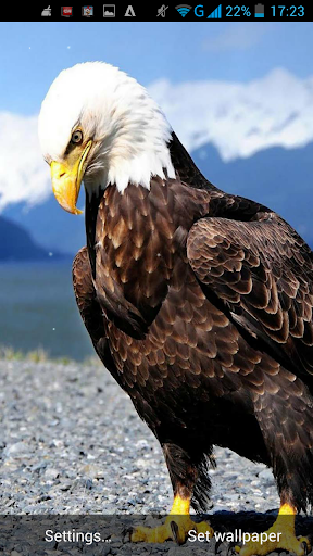 Eagle Live Wallpaper - عکس برنامه موبایلی اندروید