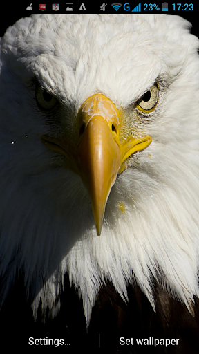Eagle Live Wallpaper - عکس برنامه موبایلی اندروید