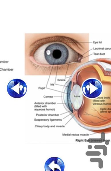 EYESANATOMY - Image screenshot of android app