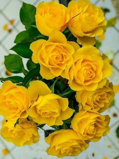 Flowers Images Gif - Image screenshot of android app