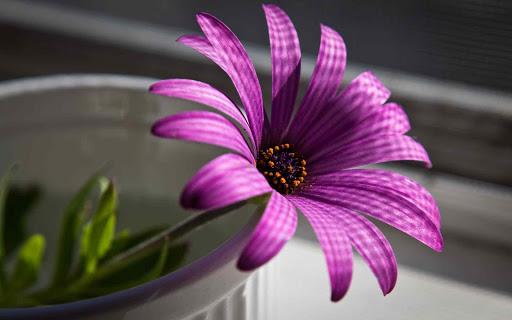 Flowers and Roses Images Wallpaper Gif 4K - Image screenshot of android app