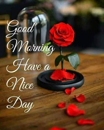 Flowers and Roses Images Wallpaper Gif 4K - Image screenshot of android app