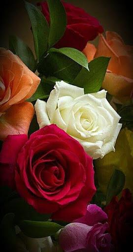 Flowers and Roses Images Wallpaper Gif 4K - Image screenshot of android app