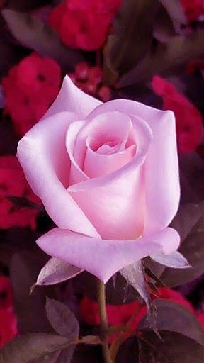 Flowers and Roses Images Wallpaper Gif 4K - Image screenshot of android app