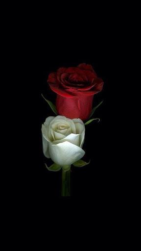 Flowers and Roses Images Wallpaper Gif 4K - Image screenshot of android app
