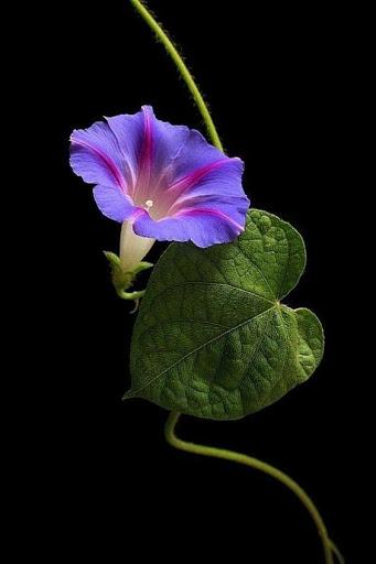 Flowers and Roses Images Wallpaper Gif 4K - Image screenshot of android app