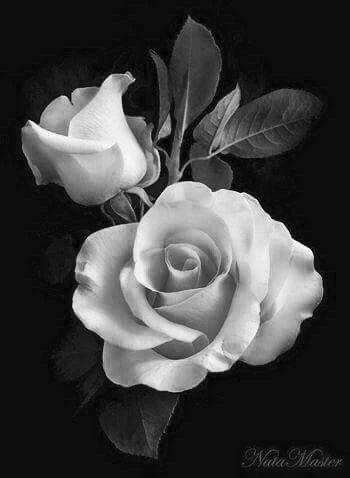 Flowers and Roses Images Wallpaper Gif 4K - Image screenshot of android app