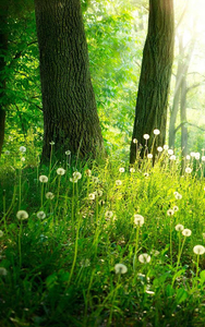 Forest Live Wallpaper for Android - Download | Cafe Bazaar