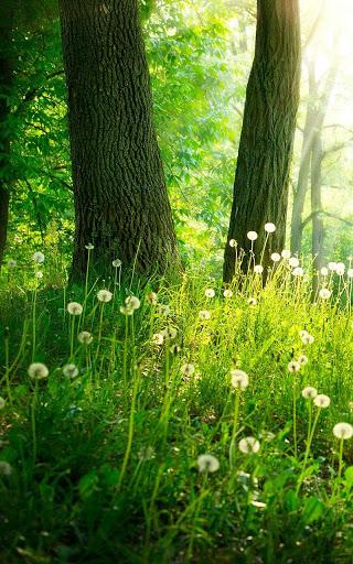 Forest Live Wallpaper - Image screenshot of android app