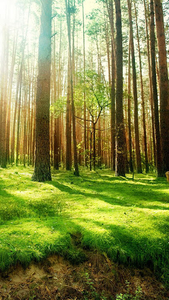 Forest Live Wallpaper for Android - Download | Cafe Bazaar Forest Live Wallpaper for Android - Download | Cafe Bazaar