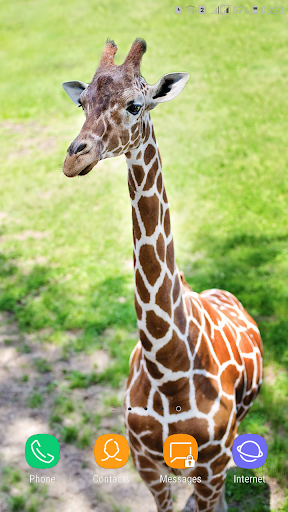 Giraffe Wallpaper - Image screenshot of android app