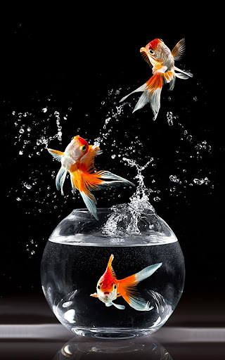 3d gold fish wallpaper