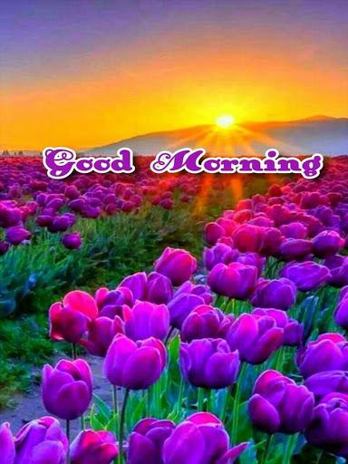 Good Morning Flowers Images GIF - عکس برنامه موبایلی اندروید
