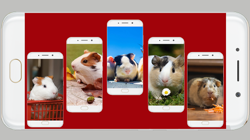 Guinea Pig Wallpaper - عکس برنامه موبایلی اندروید