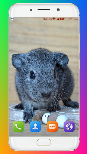Guinea Pig Wallpaper - عکس برنامه موبایلی اندروید