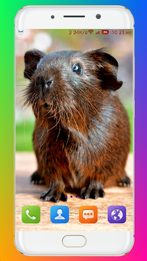 Guinea Pig Wallpaper - عکس برنامه موبایلی اندروید