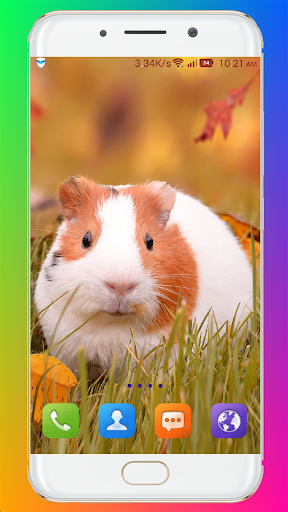 Guinea Pig Wallpaper - عکس برنامه موبایلی اندروید