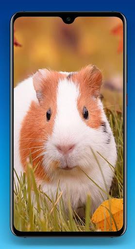 Guinea Pig Wallpaper HD - عکس برنامه موبایلی اندروید