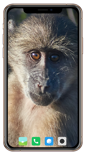 Monkey Wallpaper - Image screenshot of android app