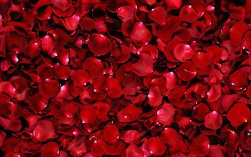 Red Rose Live Wallpaper - عکس برنامه موبایلی اندروید