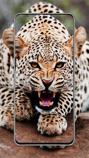 Leopard Wallpapers HD 🐯 - Image screenshot of android app