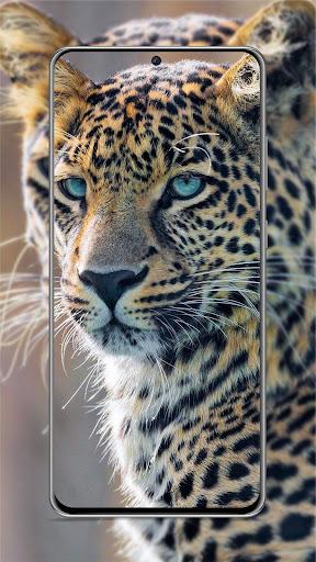 Leopard Wallpapers HD 🐯 - Image screenshot of android app