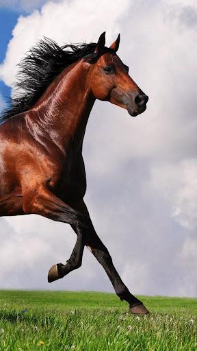 Horse Pictures Live Wallpaper - Image screenshot of android app
