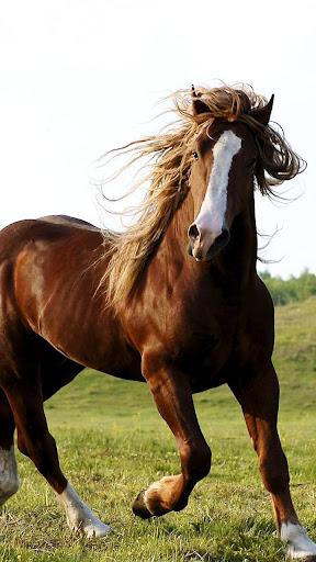 Horse Pictures Live Wallpaper - Image screenshot of android app
