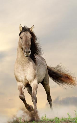 Horses Live Wallpaper - Image screenshot of android app