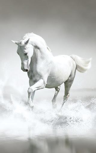 Horses Live Wallpaper - عکس برنامه موبایلی اندروید
