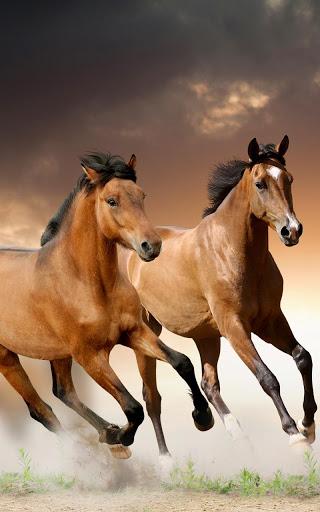 Horses Live Wallpaper - عکس برنامه موبایلی اندروید
