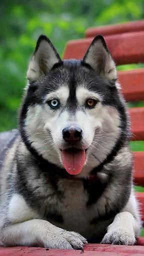 Husky Live Wallpaper - Image screenshot of android app