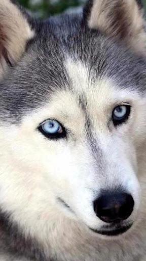 Husky Live Wallpaper - Image screenshot of android app