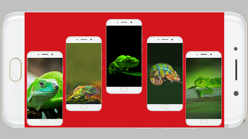 Iguana Wallpaper HD - Image screenshot of android app