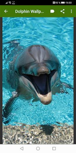 Dolphin Wallpapers - عکس برنامه موبایلی اندروید