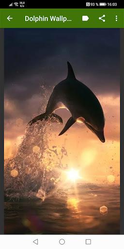 Dolphin Wallpapers - عکس برنامه موبایلی اندروید