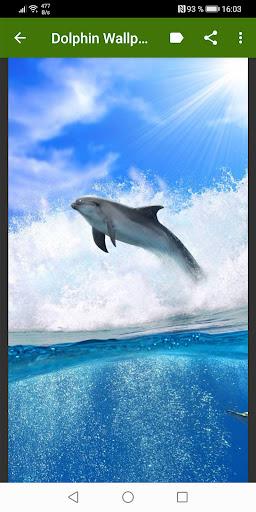 Dolphin Wallpapers - عکس برنامه موبایلی اندروید