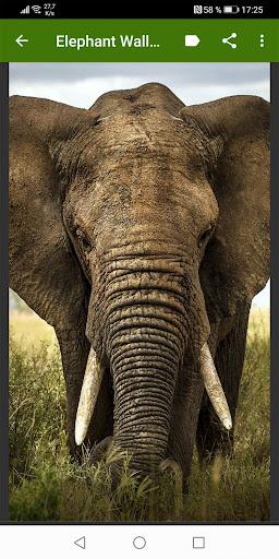 Elephant Wallpapers - Image screenshot of android app