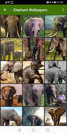 Elephant Wallpapers - Image screenshot of android app