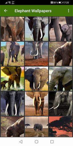 Elephant Wallpapers - عکس برنامه موبایلی اندروید