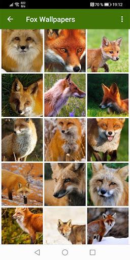 Fox Wallpapers - Image screenshot of android app